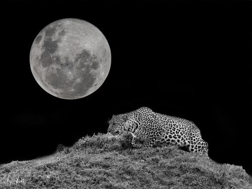 Stalking Leopard